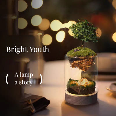 Modern Design Brushwood Terrariums Ideal for Bonsai Floor/Shopping Mall Enthusiasts